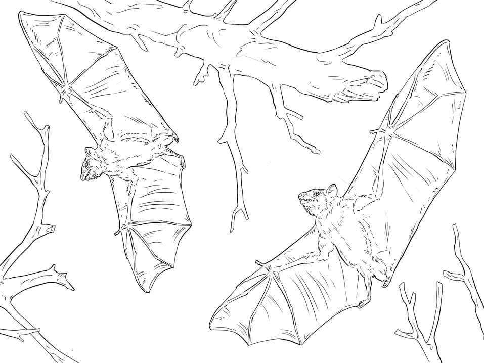 Common Fruit Bats