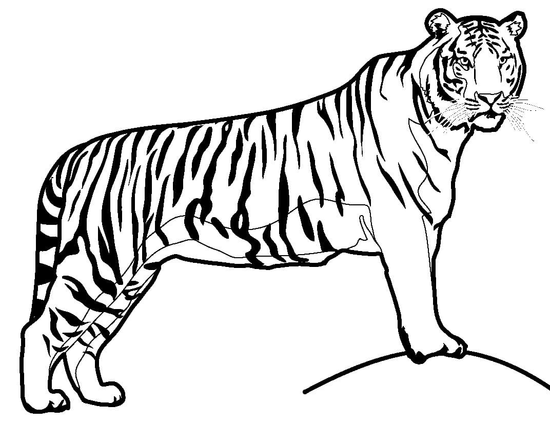 Cool Tiger Coloring Page   Free Printable Coloring Pages for Kids