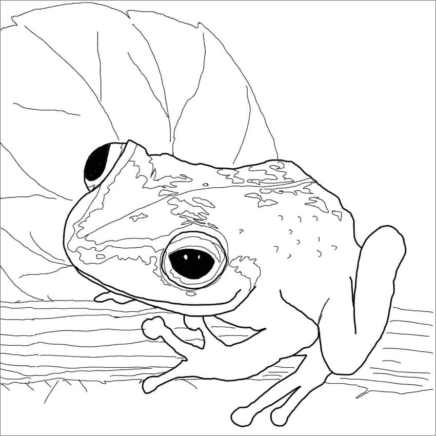Coqui Frog