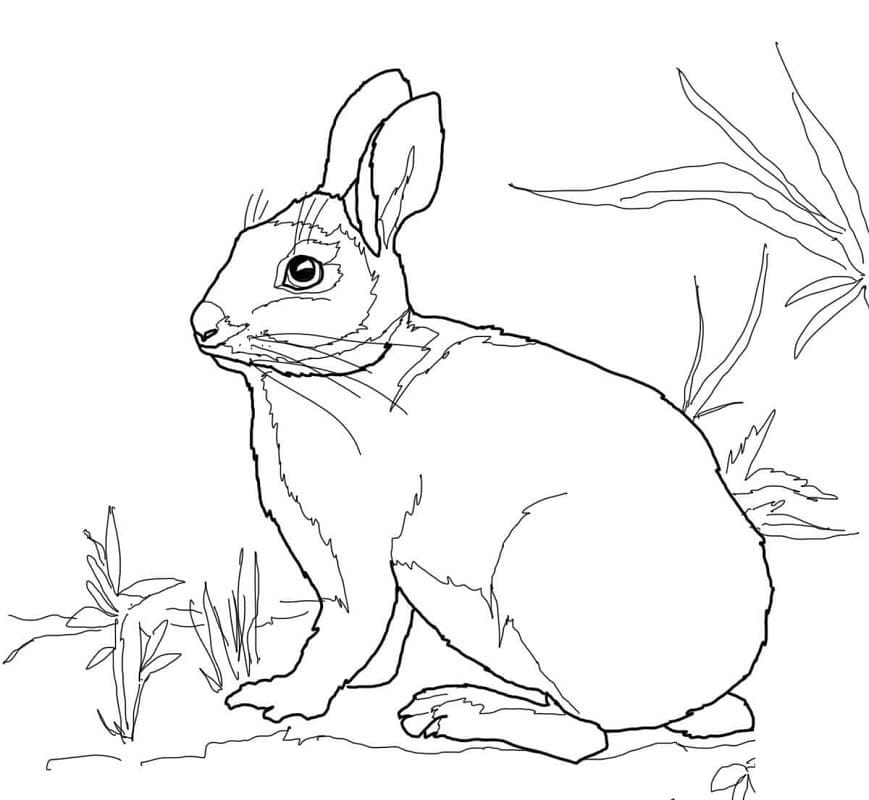 Cottontail Marsh Rabbit