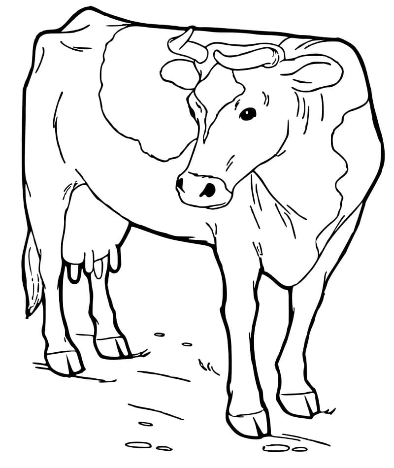 Texas Longhorn Cow Coloring Page - Free Printable Coloring Pages for Kids