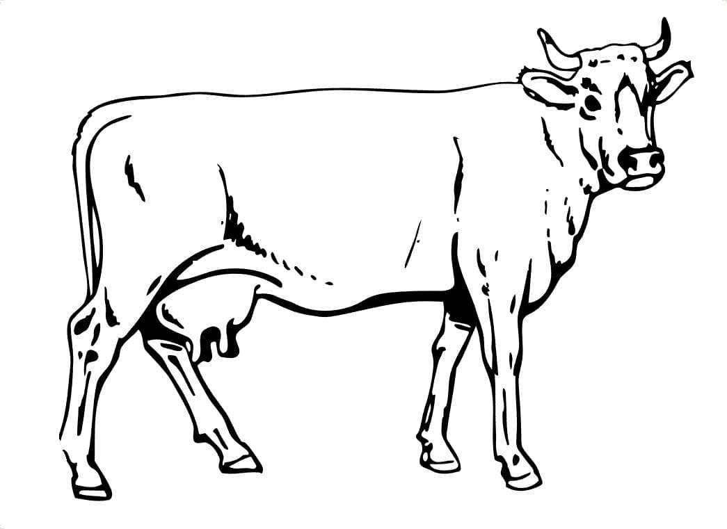 Cow 5