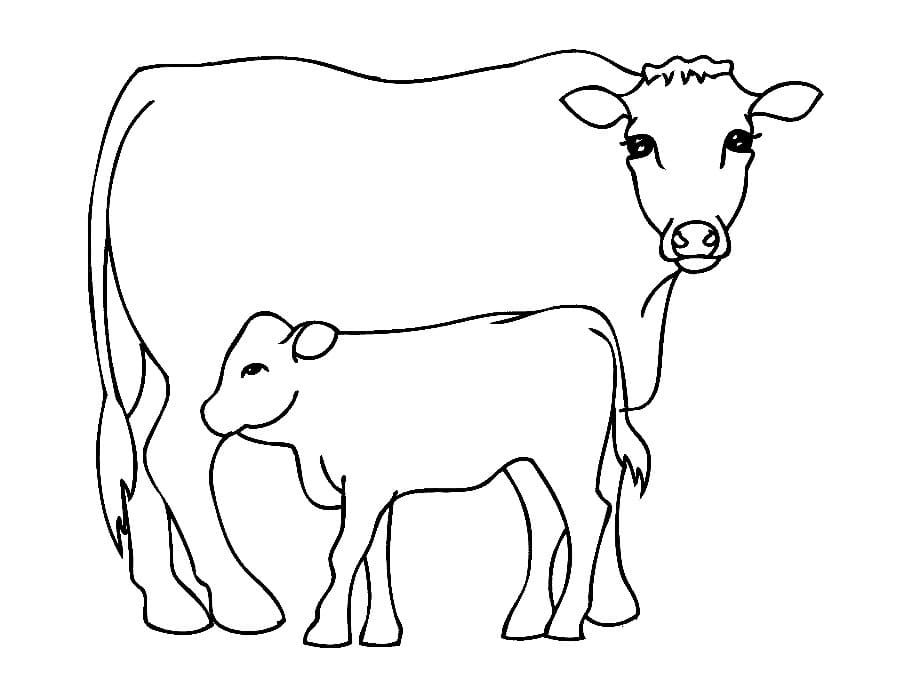 Coloring cow pages printable