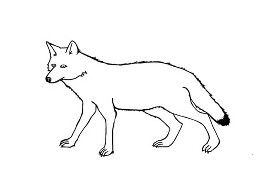 Coyote Coloring Pages Free Printable Coloring Pages For Kids