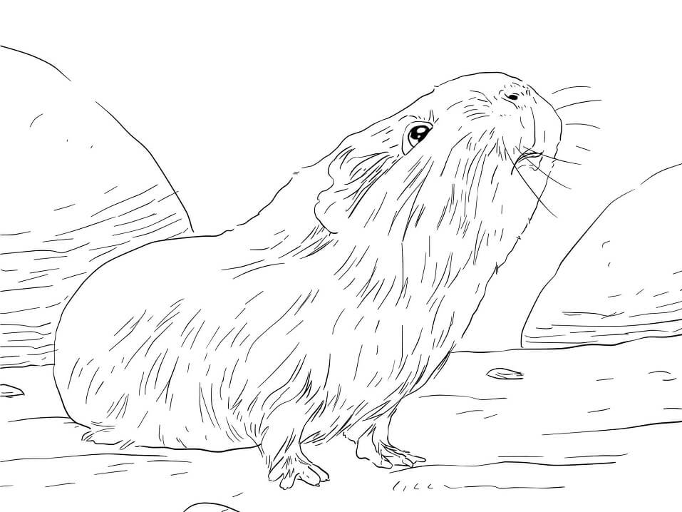 Guinea Pig Coloring Pages - Free Printable Coloring Pages for Kids