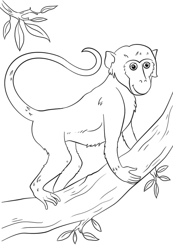 Cute Monkey on A Branch