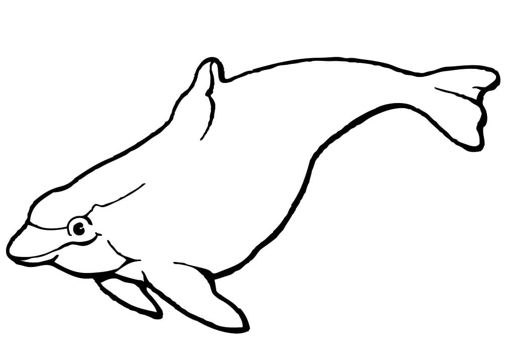 Cute Porpoise