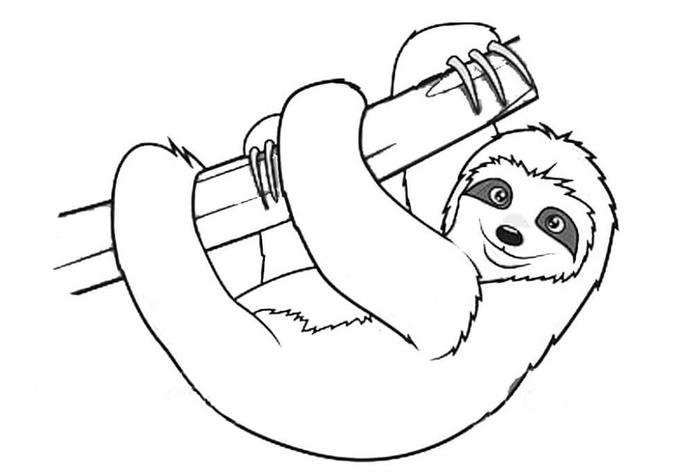 Cute Sloth