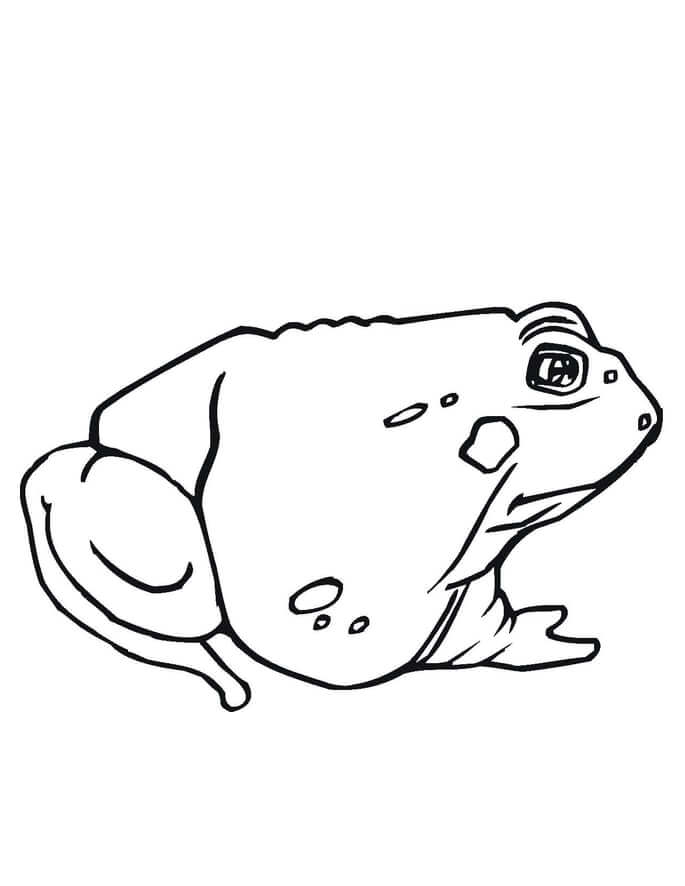 Cute Toad