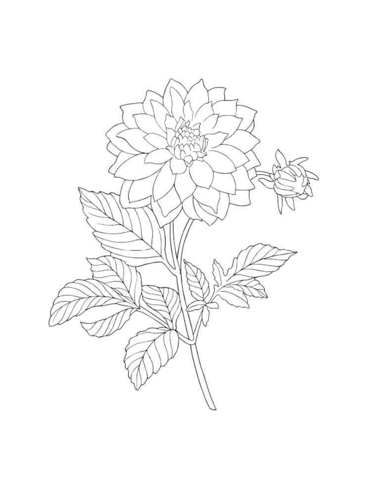 Flower Dahlia Coloring Pages Sheets Printable Colorir Para Pintar 