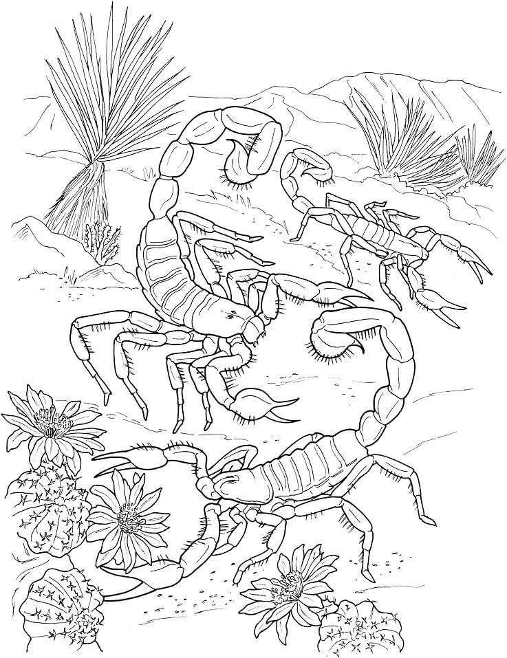 Desert Scorpions
