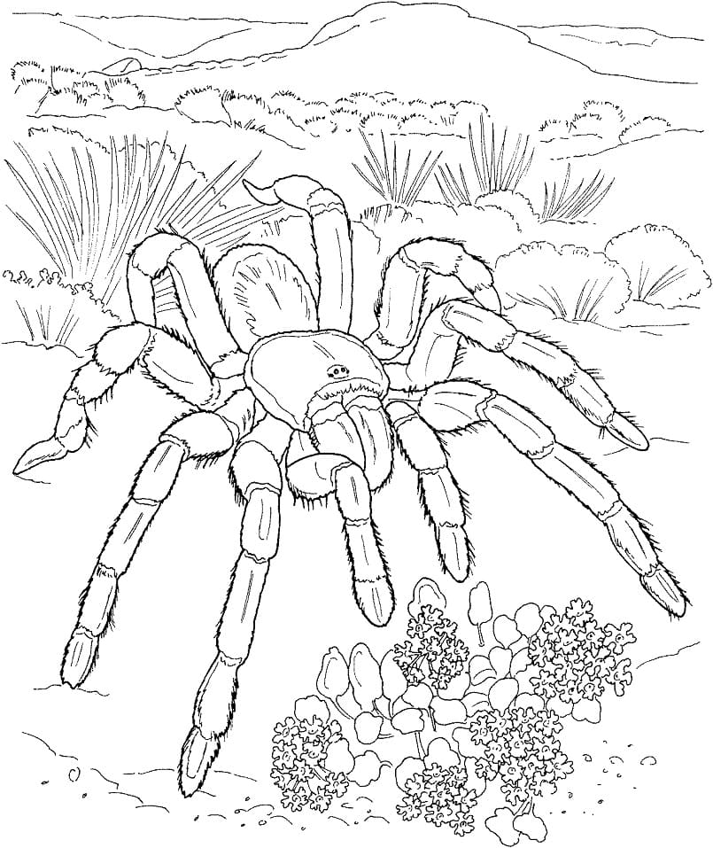 Desert Tarantula Coloring Page - Free Printable Coloring Pages for Kids