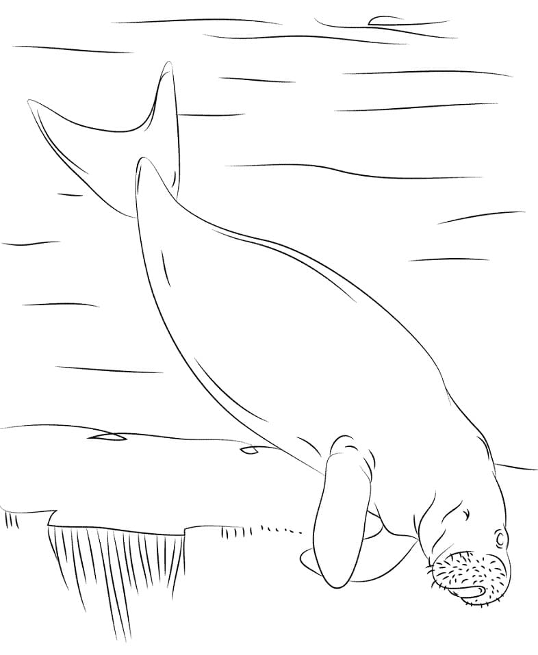 Free Dugong Coloring Page - Free Printable Coloring Pages for Kids