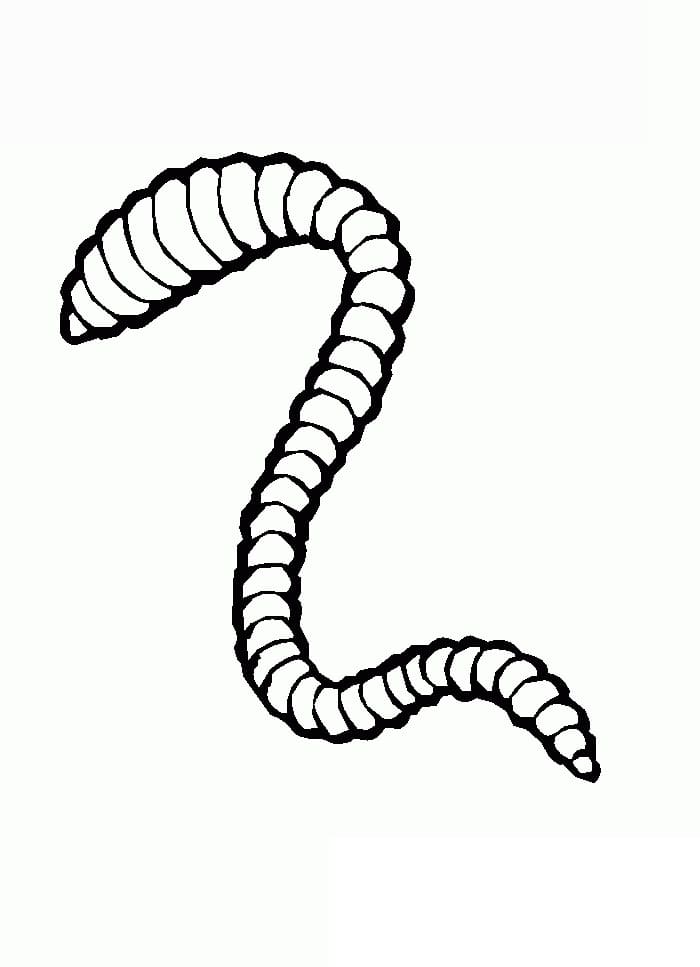 Earthworm 1