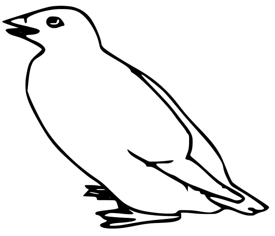 A Cute Auk Coloring Page - Free Printable Coloring Pages for Kids