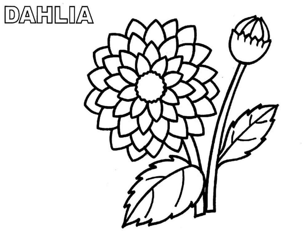 Easy Dahlia Flower