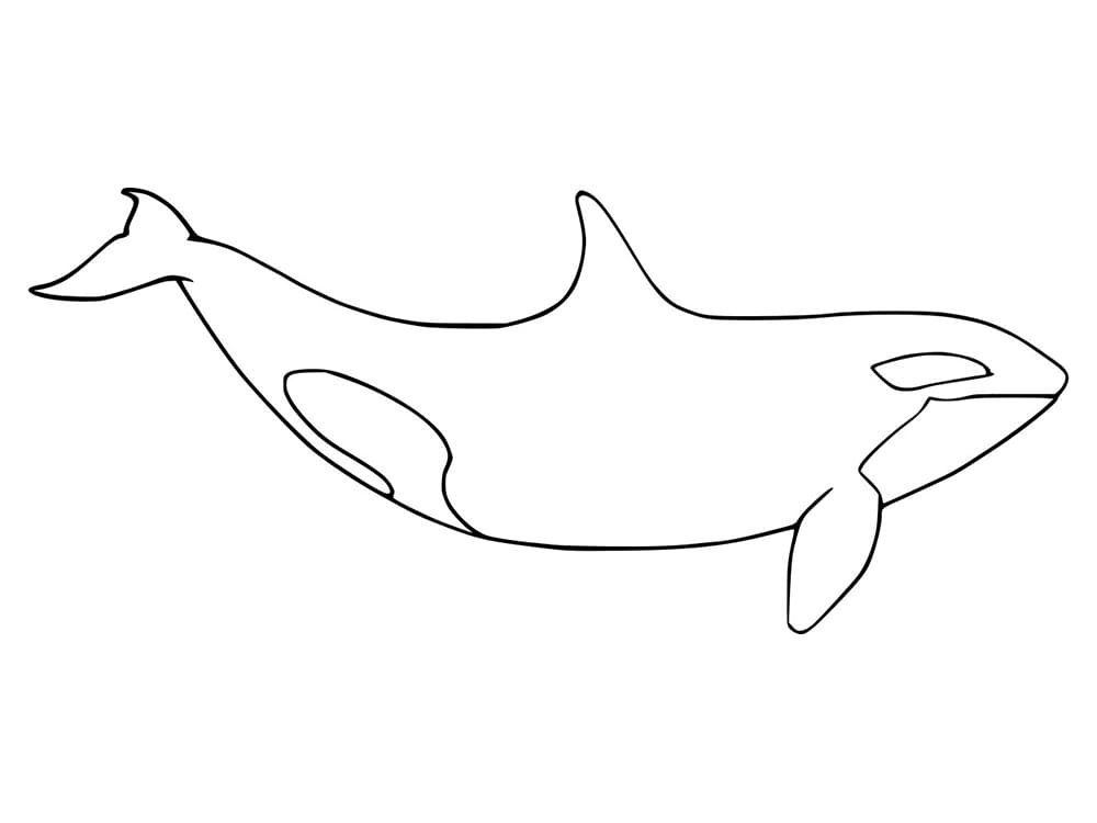 Easy Orca Whale Coloring Page Free Printable Coloring Pages For Kids