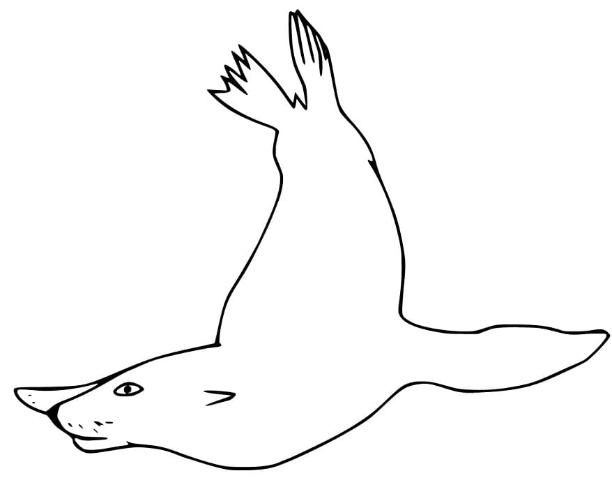 California Sea Lion Coloring Page - Free Printable Coloring Pages for Kids