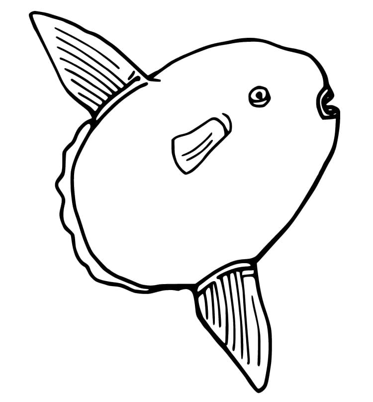 Easy Sunfish
