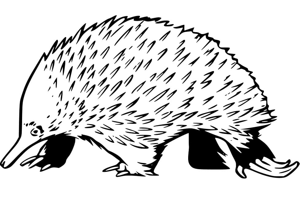Echidna Art Coloring Page - Free Printable Coloring Pages for Kids