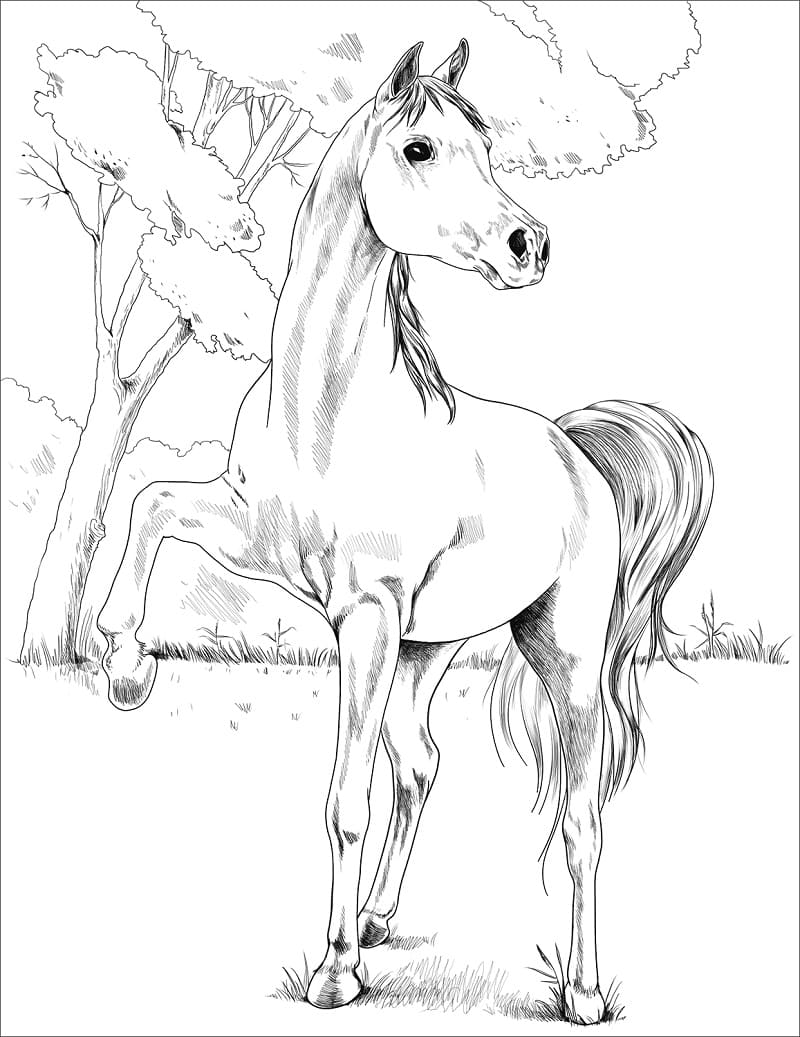 realistic arabian horse coloring pages