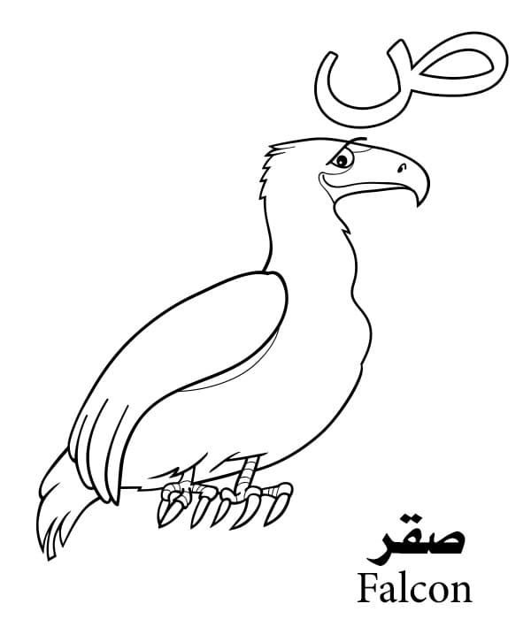 Falcon Arabic Alphabet
