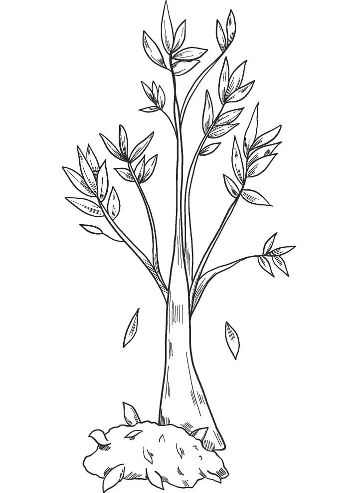 Fall Tree To Print Coloring Page Free Printable Coloring Pages For Kids