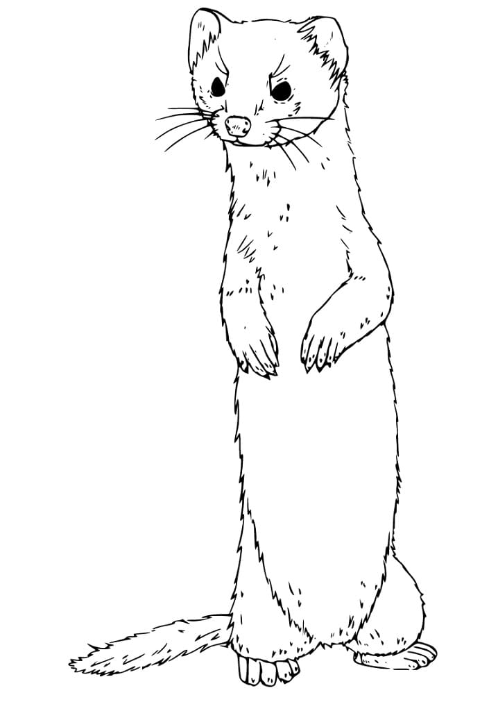Ferret 4 Coloring Page - Free Printable Coloring Pages for Kids
