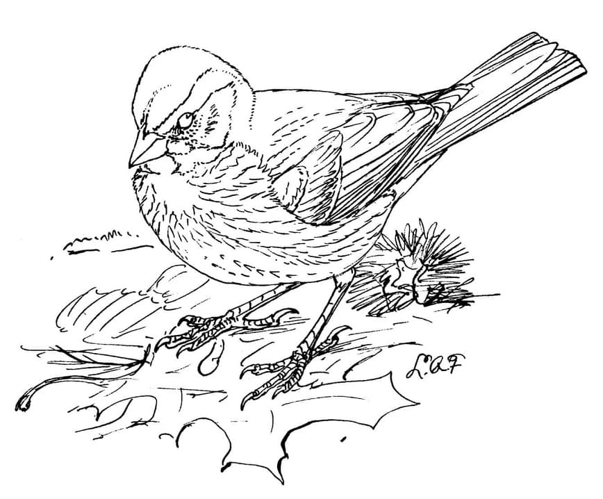 Fox Sparrow Coloring Page - Free Printable Coloring Pages for Kids