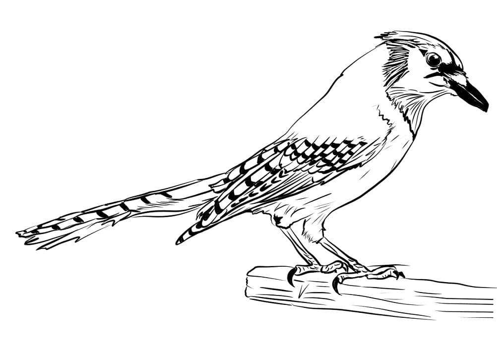 little-blue-jay-coloring-page-free-printable-coloring-pages-for-kids