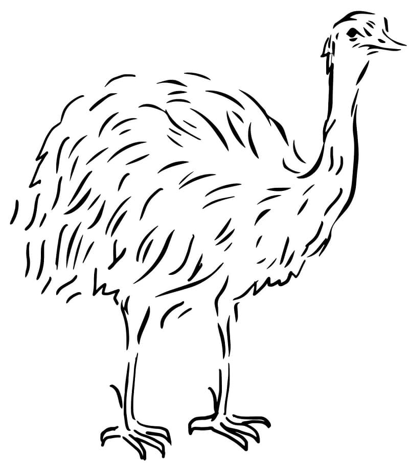 Emu Coloring Pages - Free Printable Coloring Pages for Kids