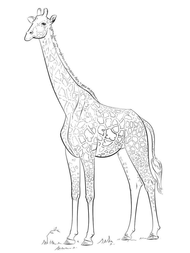 Free Giraffe Coloring Page Free Printable Coloring Pages For Kids