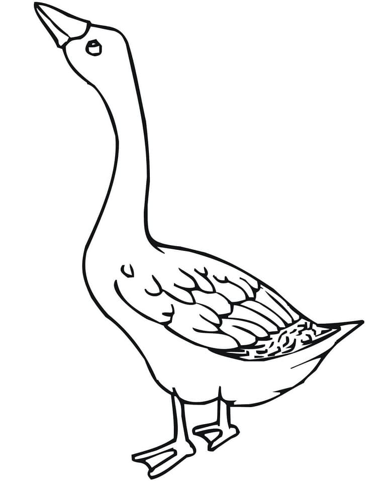 Goose 8 Coloring Page - Free Printable Coloring Pages for Kids