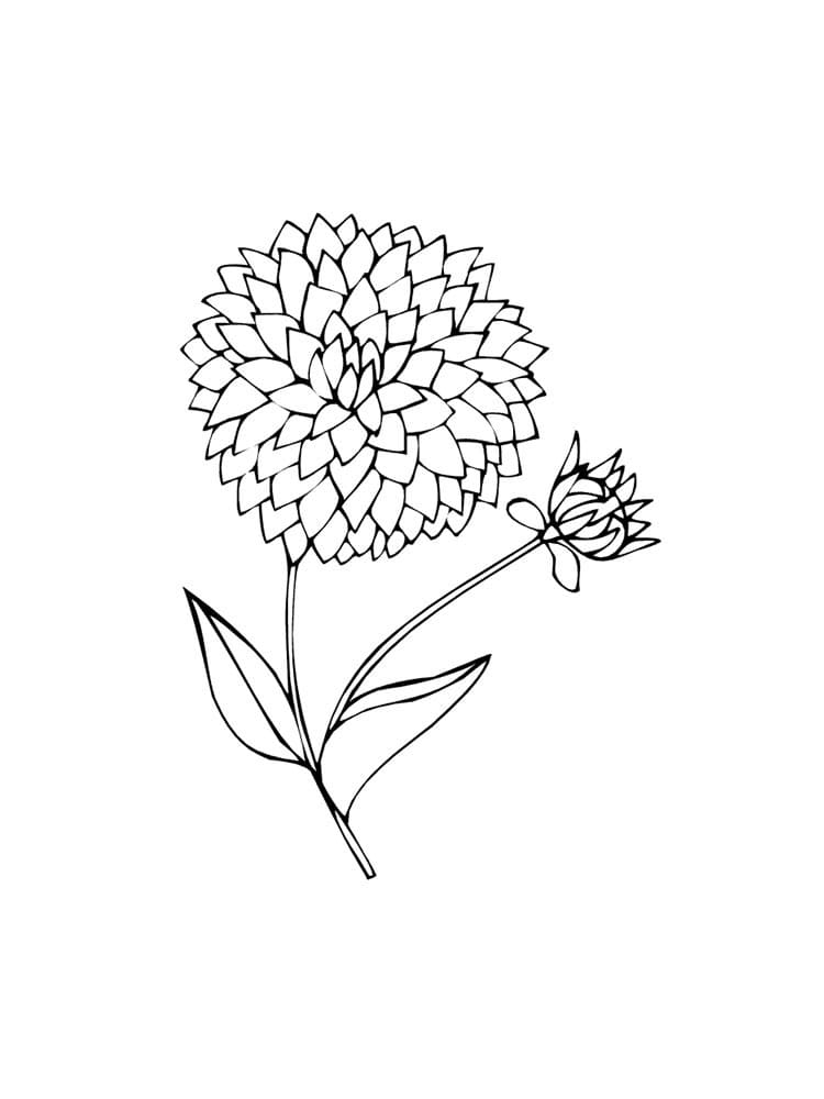 Free Printable Dahlia Flower