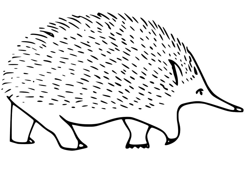 Free Echidna Coloring Page - Free Printable Coloring Pages for Kids
