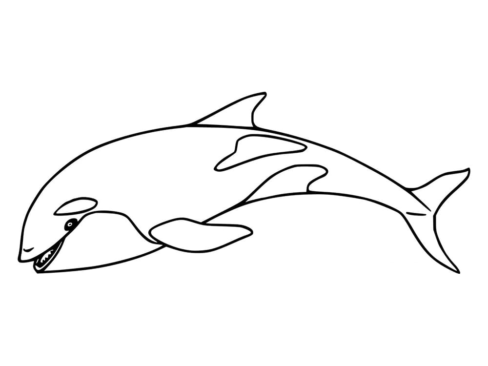 Free Printable Killer Whale Coloring Page - Free Printable Coloring ...