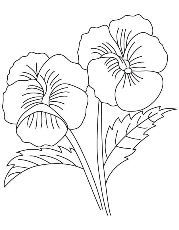 Free Printable Pansy Flower