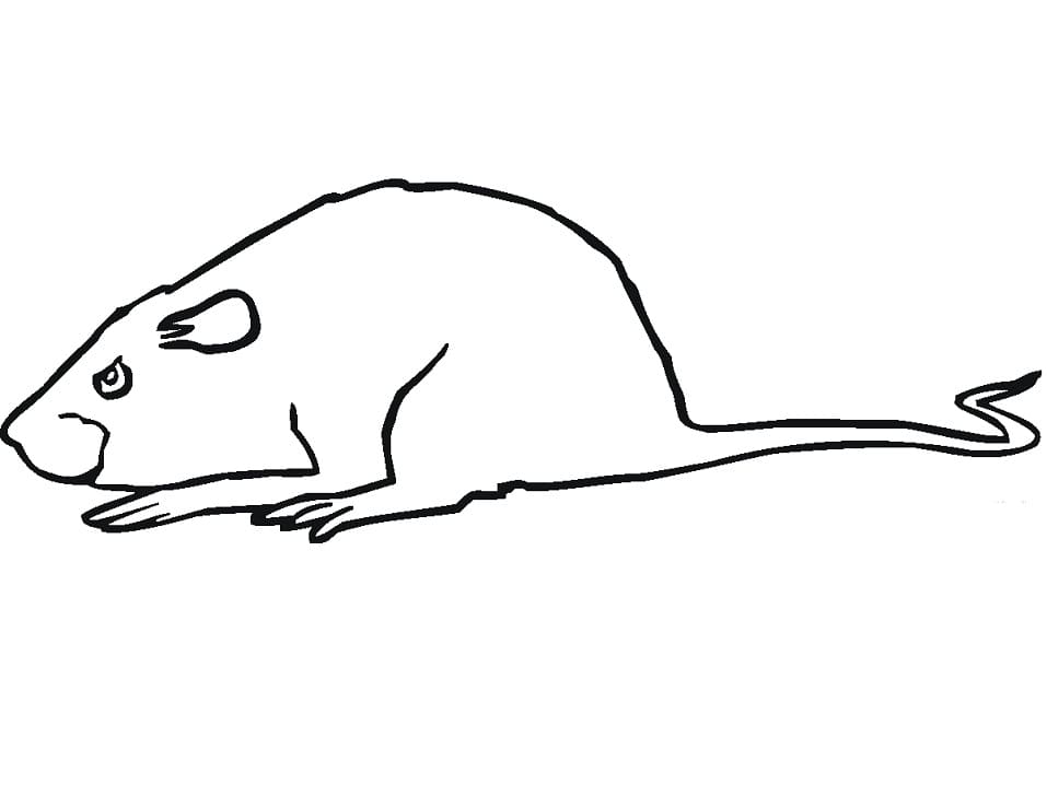 Free Printable Rat