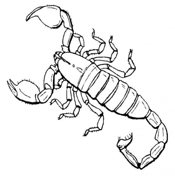 21+ Coloring Pages Scorpion