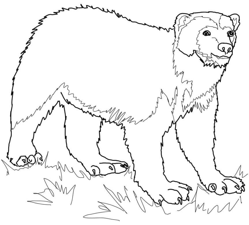 Arctic Wolverine Coloring Page - Free Printable Coloring Pages for Kids