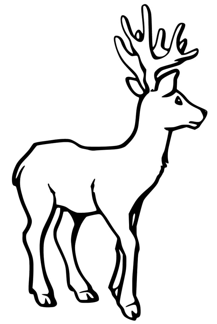 Free Red Deer Coloring Page Free Printable Coloring Pages For Kids