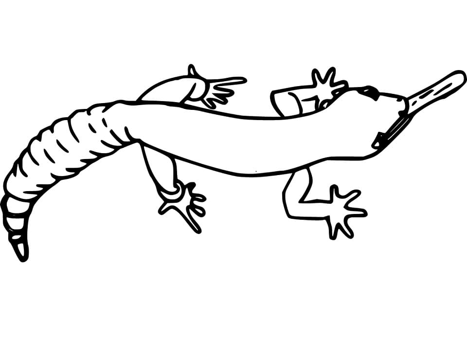 coloring pages skinks