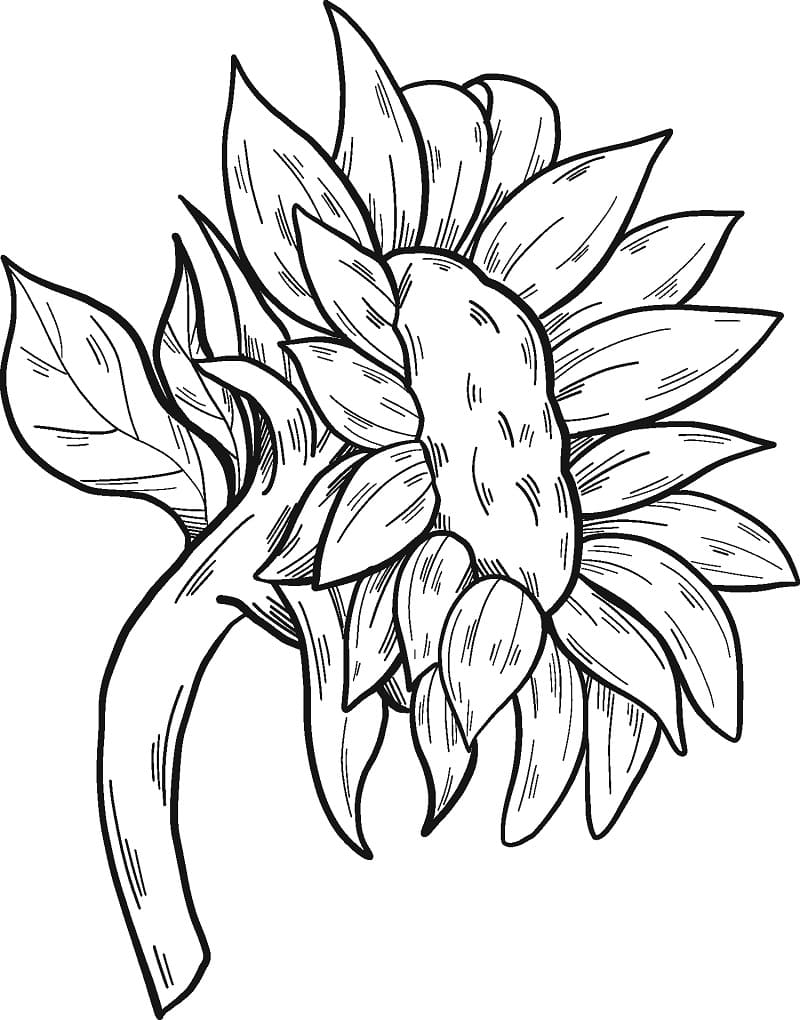 Free Sunflower to Color
