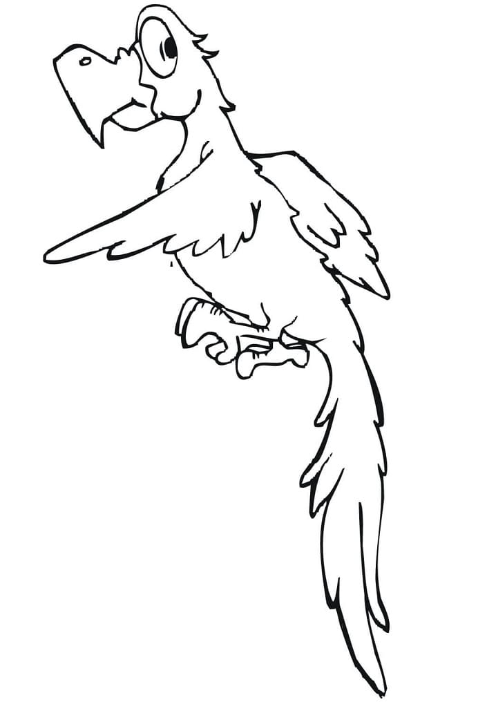 Funny Parakeet