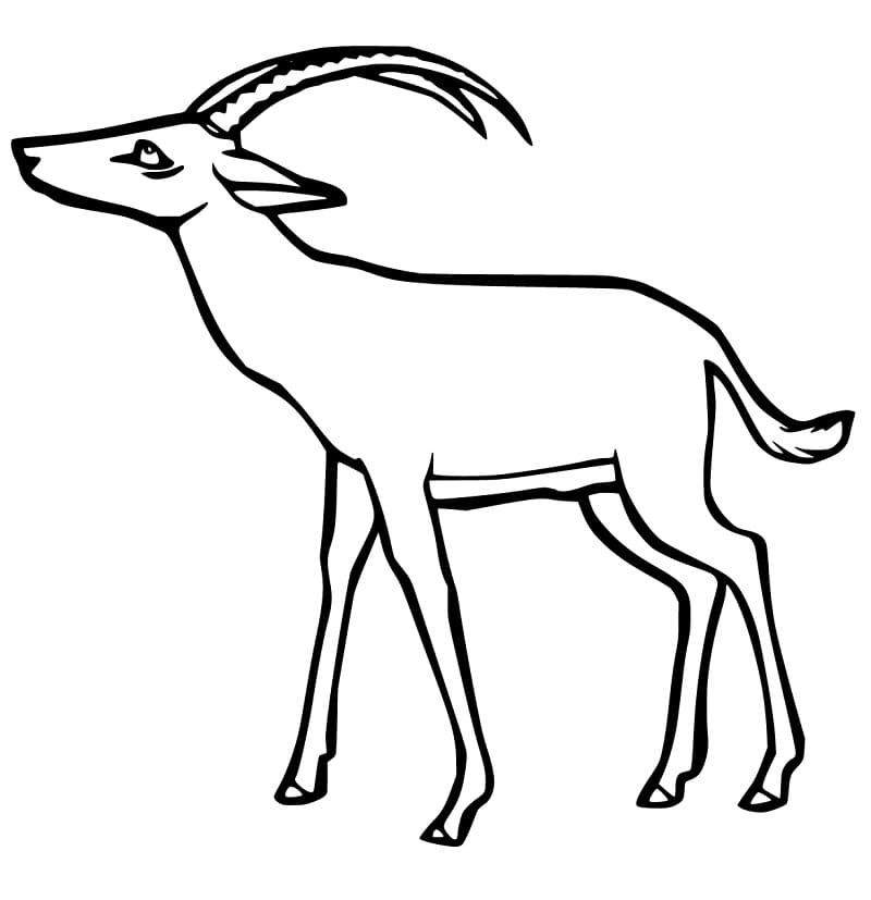 Gazelle Printable Coloring Page - Free Printable Coloring Pages for Kids