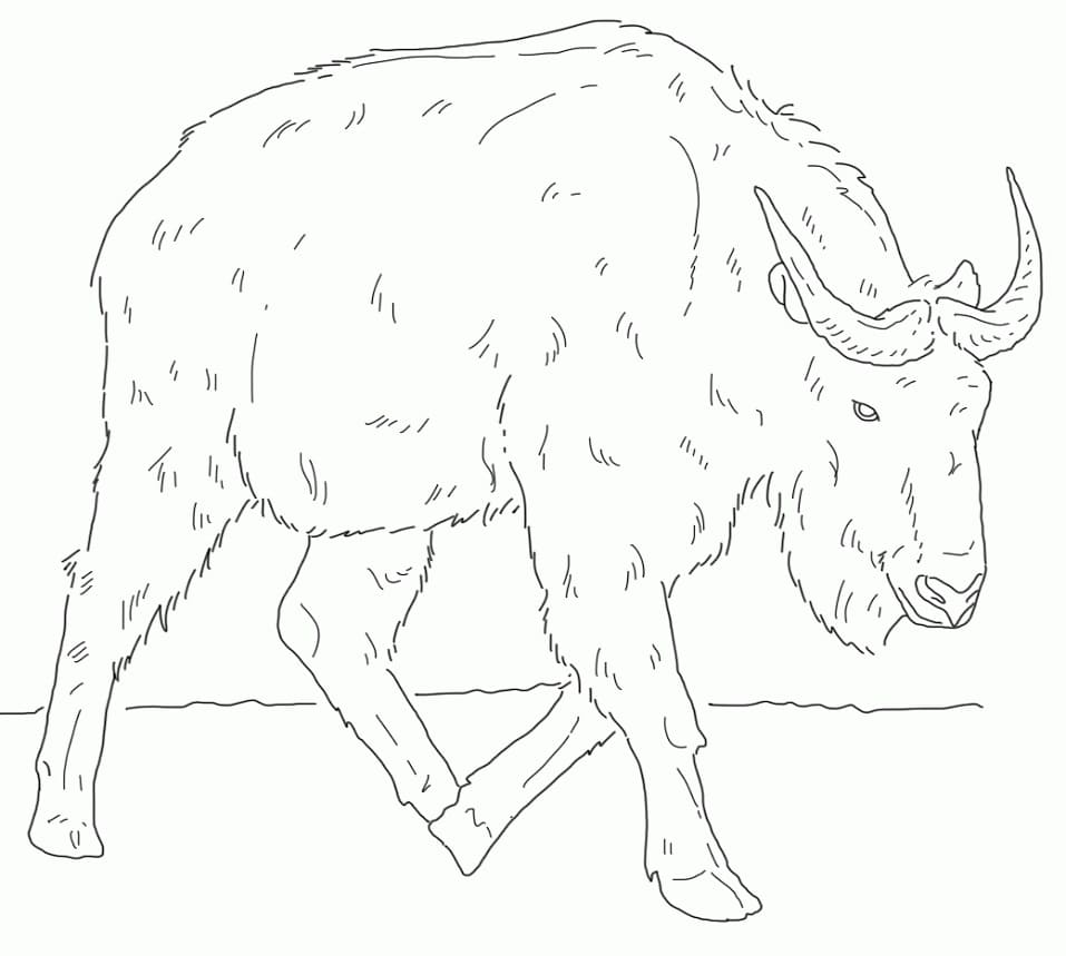 Free Takin Coloring Page - Free Printable Coloring Pages for Kids