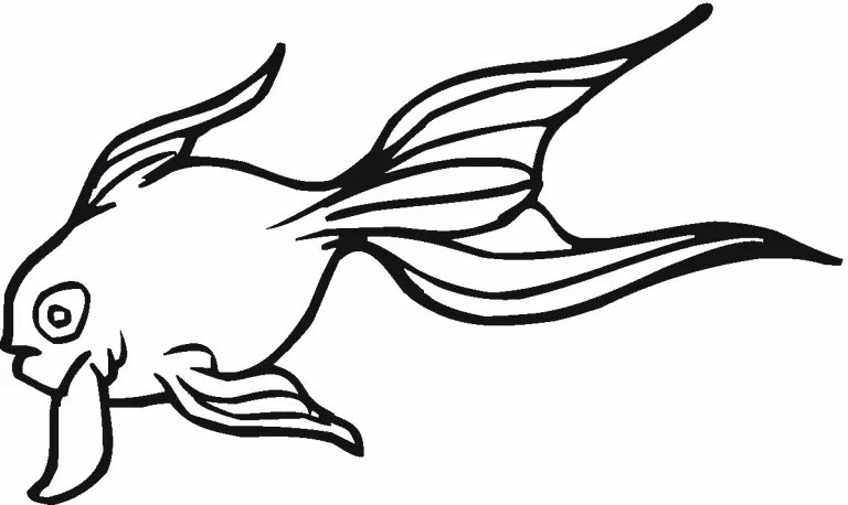 Goldfish 6