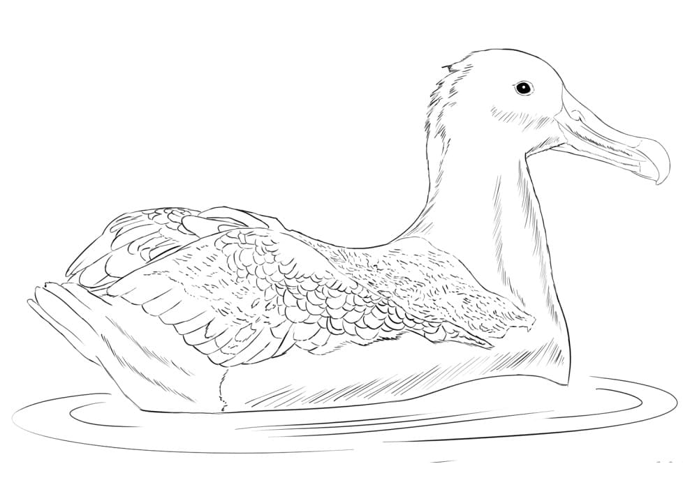 Shy Albatross Coloring Page - Free Printable Coloring Pages for Kids