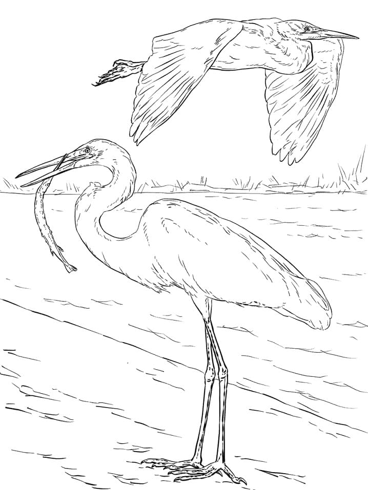 Egret Flies Coloring Page - Free Printable Coloring Pages for Kids