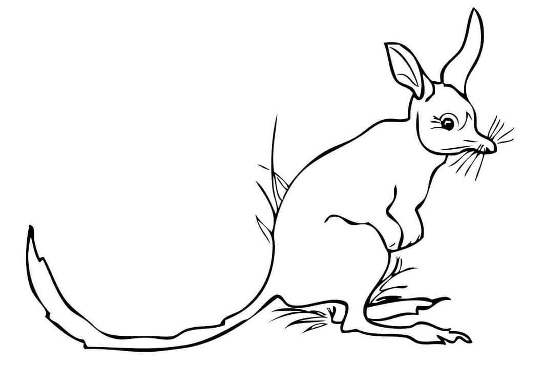 Bilby Printable Coloring Page Free Printable Coloring Pages For Kids